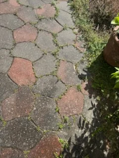 Ogräs och mossa i fogarna mellan marksten