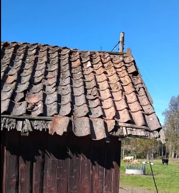 Gammalt tegeltak på en lada, mörkt av alger, svartmögel och lav till vänster och renare tegel till höger efter behandling