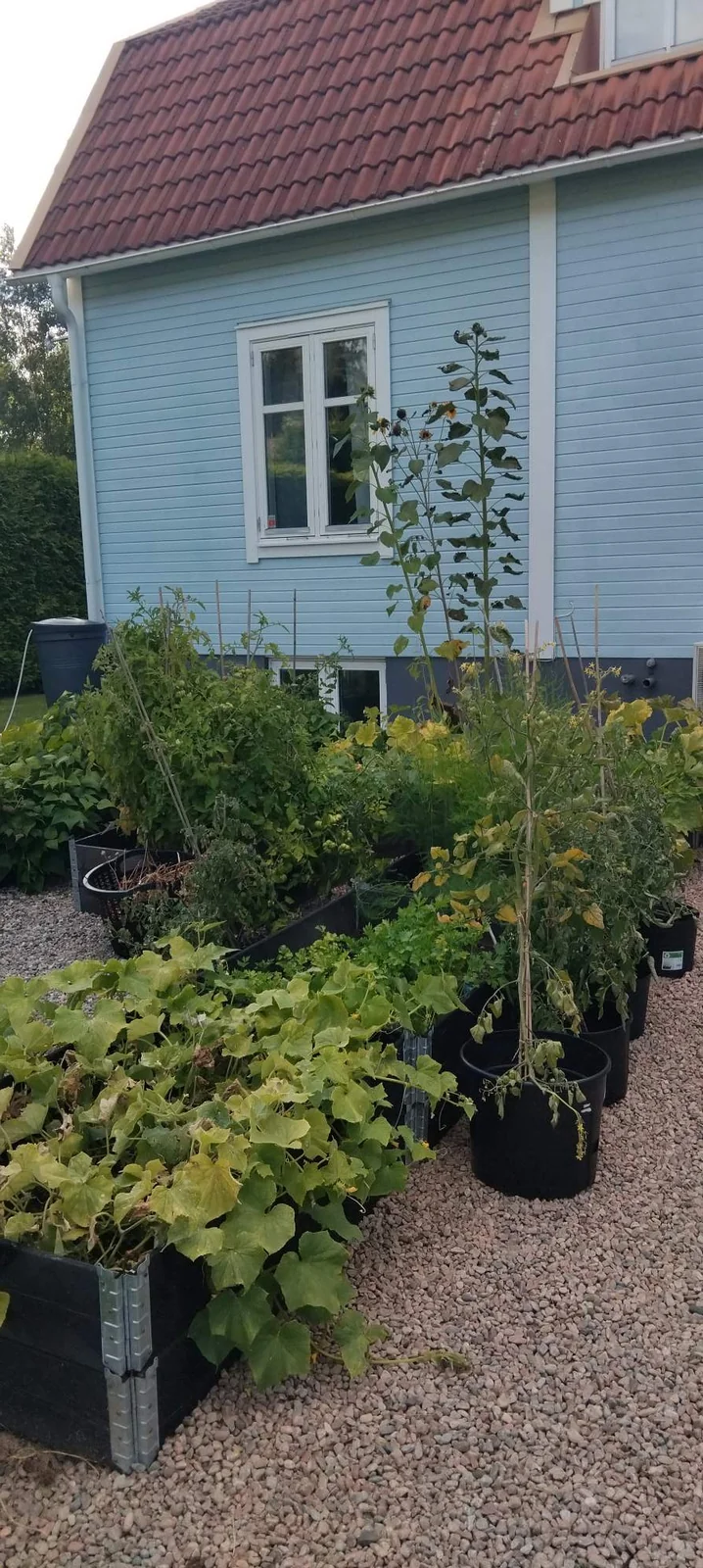 Odlingslådor med tomat, gurka och solros framför en blå träfasad