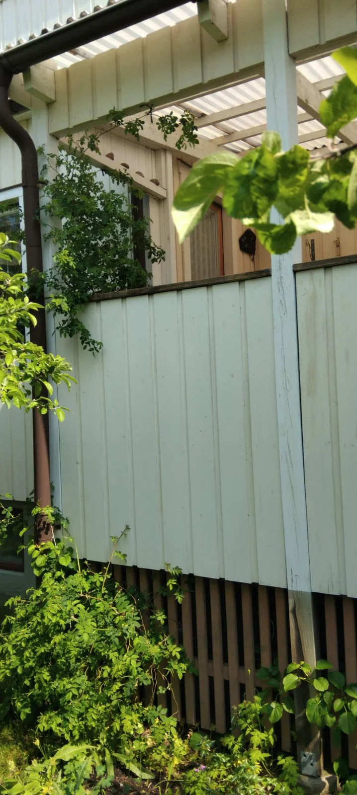 Klätterros och buskar tätt intill en vit träfasad